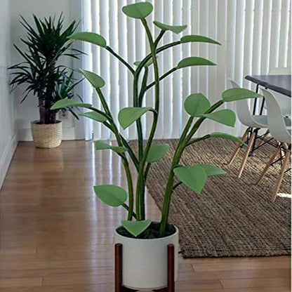 Nachtlampje planten