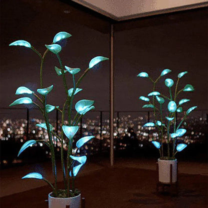 Nachtlampje planten