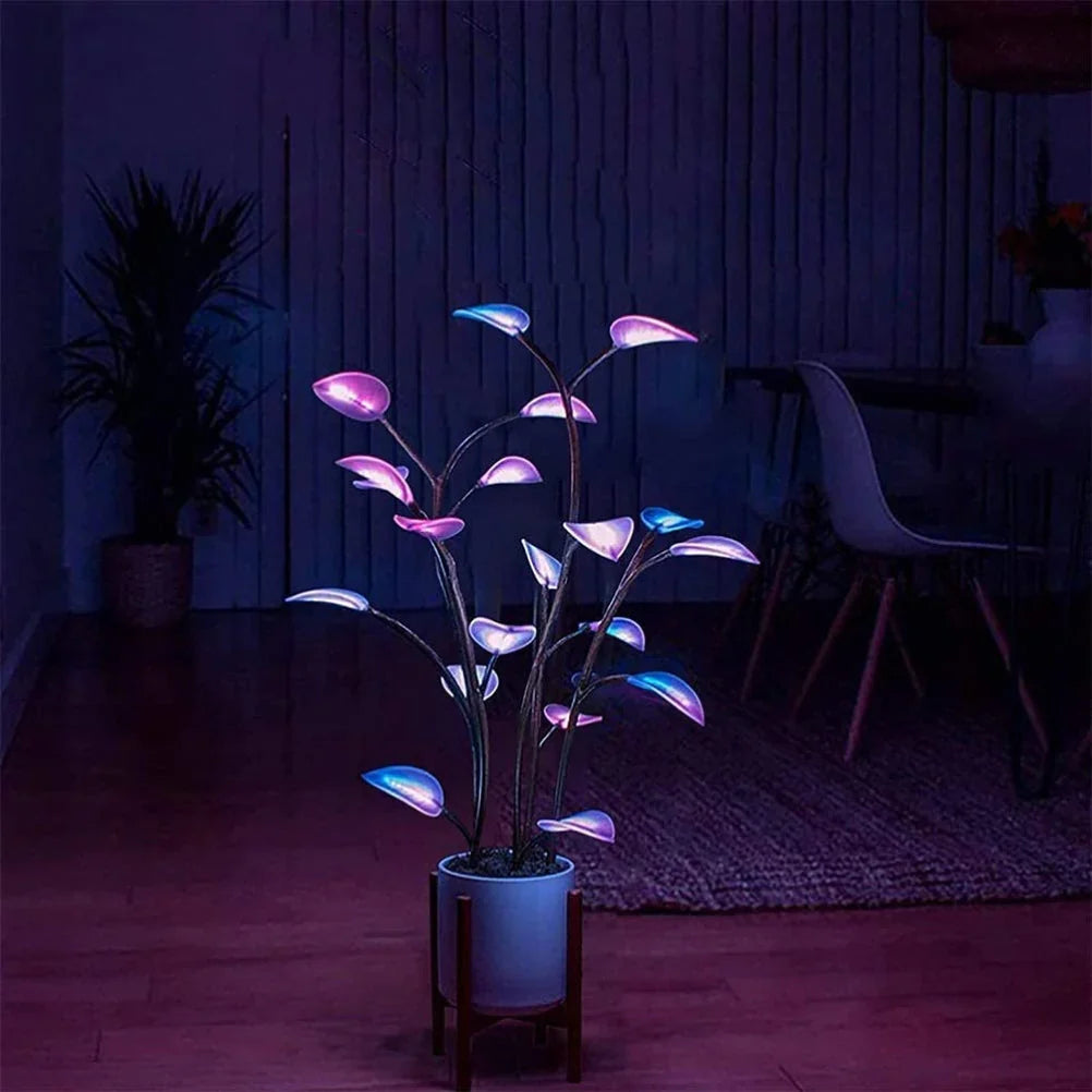 Nachtlampje planten